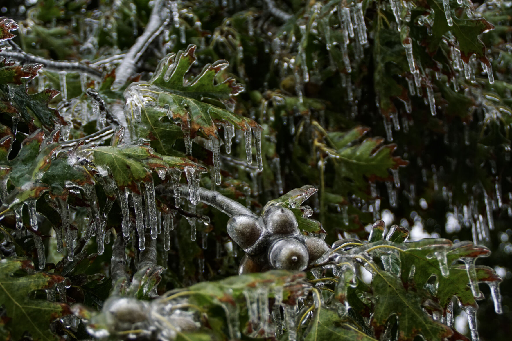 Frozen acorns